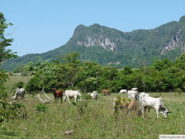 Kühe Vinales, Kuba