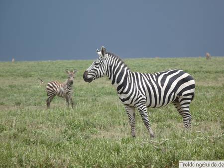 Zebra, Tansania