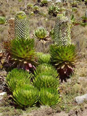 Senecien