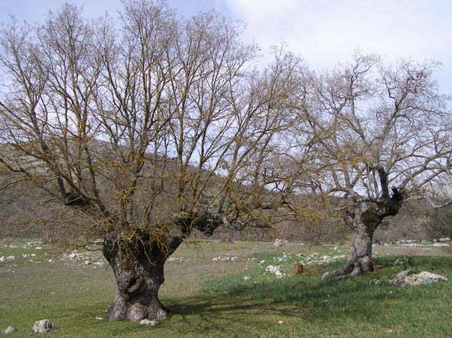 Kermeseiche