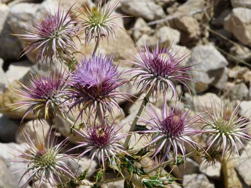 Kratzdistel