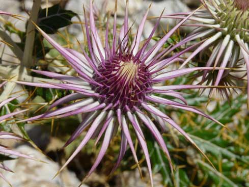 Distel