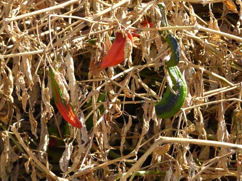 Paprika