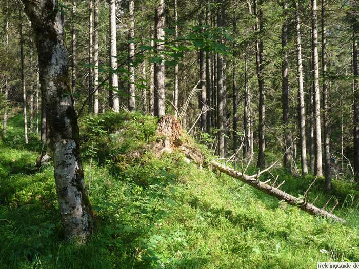 Zecken im Wald