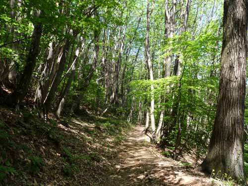 1011-Gargnano-CimaComer