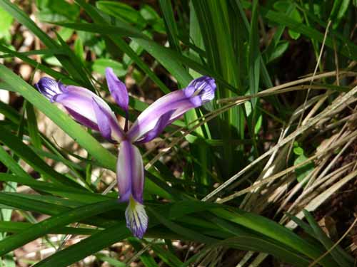 1024-Gargnano-CimaComer