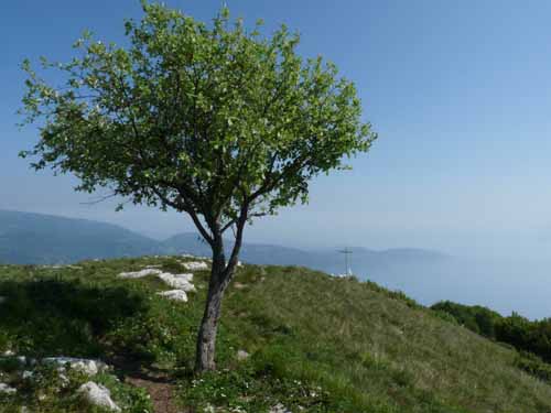 1041-Gargnano-CimaComer