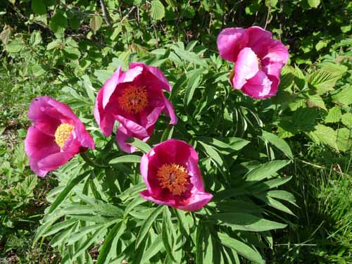 1042-Gargnano-CimaComer