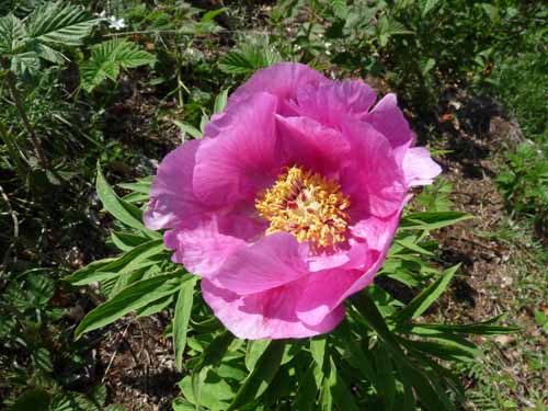 1044-Gargnano-CimaComer