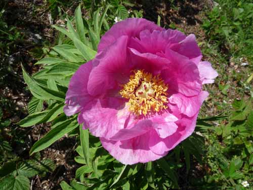 1045-Gargnano-CimaComer