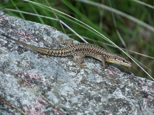 1066-Gargnano-CimaComer