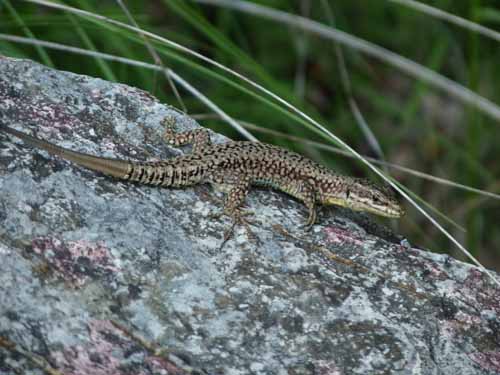 1067-Gargnano-CimaComer