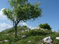 1038-Gargnano-CimaComer