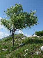 1039-Gargnano-CimaComer