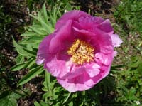 1045-Gargnano-CimaComer