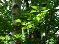 1048-Gargnano-CimaComer