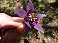 1055-Gargnano-CimaComer