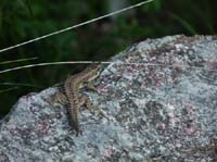 1063-Gargnano-CimaComer