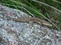 1066-Gargnano-CimaComer