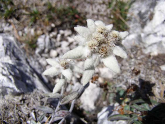 Groednertal-070908-032