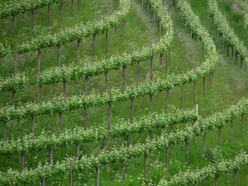 0956-Marlinger-Waalweg