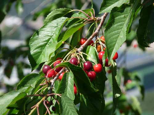 1478-Marlinger-Waalweg