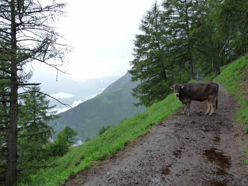 0772-Meraner-Hoehenweg