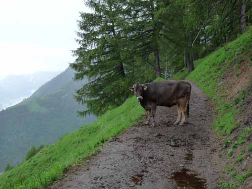 0773-Meraner-Hoehenweg