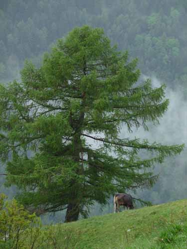 0777-Meraner-Hoehenweg
