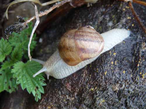 0815-Meraner-Hoehenweg