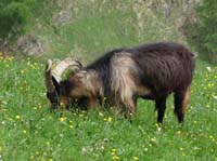 0748-Meraner-Hoehenweg