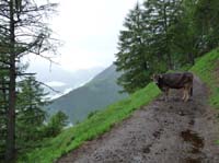 0772-Meraner-Hoehenweg