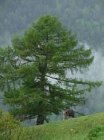 0777-Meraner-Hoehenweg