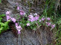 0822-Meraner-Hoehenweg