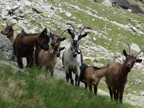 Ziegen in Südtirol