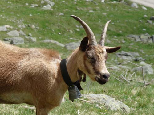 130605_Meraner-Hoehenweg_Meran_071