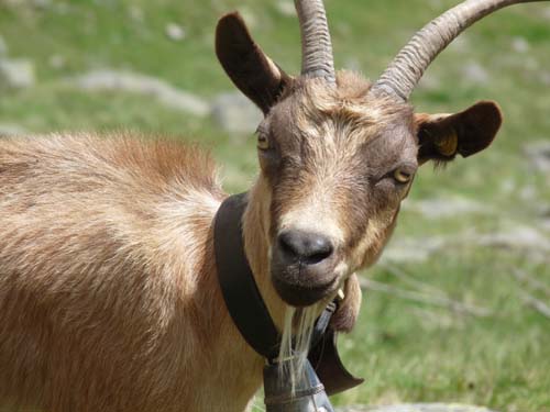 130605_Meraner-Hoehenweg_Meran_073