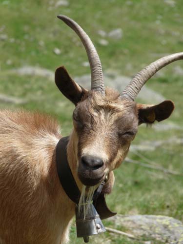 130605_Meraner-Hoehenweg_Meran_074