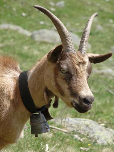 130605_Meraner-Hoehenweg_Meran_075