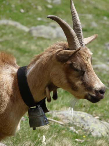 130605_Meraner-Hoehenweg_Meran_076