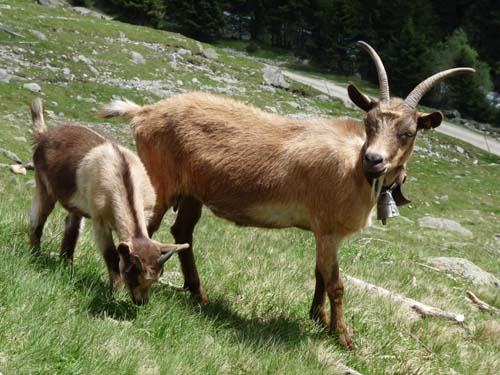 130605_Meraner-Hoehenweg_Meran_078