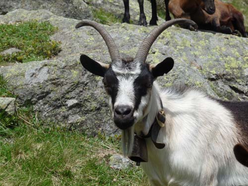 130605_Meraner-Hoehenweg_Meran_082