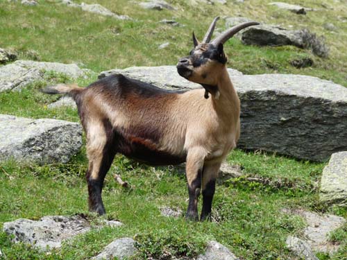 130605_Meraner-Hoehenweg_Meran_083