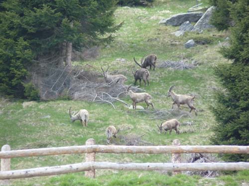 130605_Meraner-Hoehenweg_Meran_139