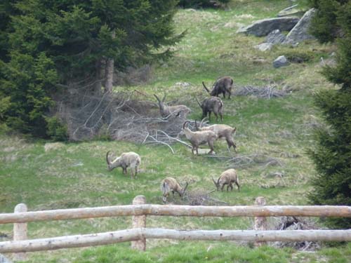 130605_Meraner-Hoehenweg_Meran_140