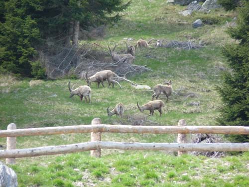 130605_Meraner-Hoehenweg_Meran_144