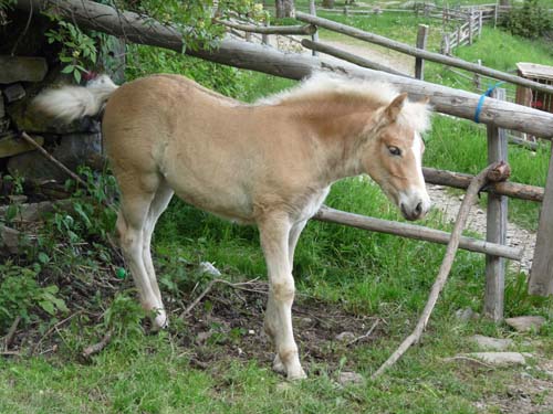 130605_Meraner-Hoehenweg_Meran_169