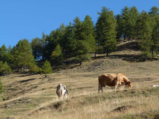 Aosta