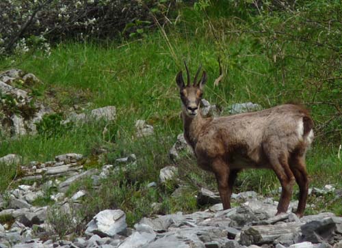 130601_Valle-Gesso_Entracque_046a