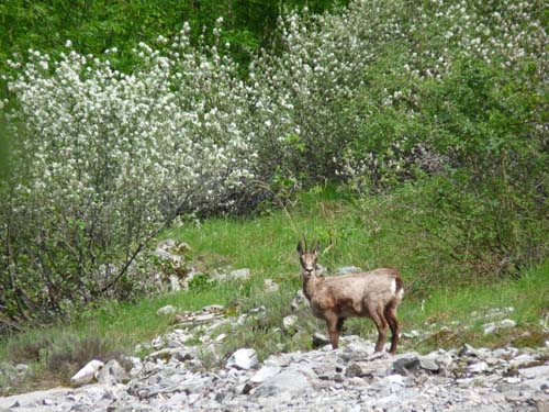 130601_Valle-Gesso_Entracque_047